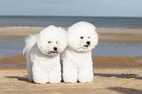 BICHON FRISE 081